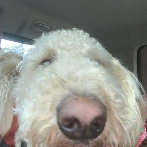 Meet your Posher, Hailey